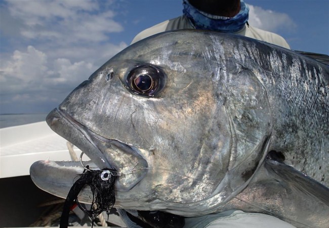 Fly Fishing Cosmoledo, Seychelles