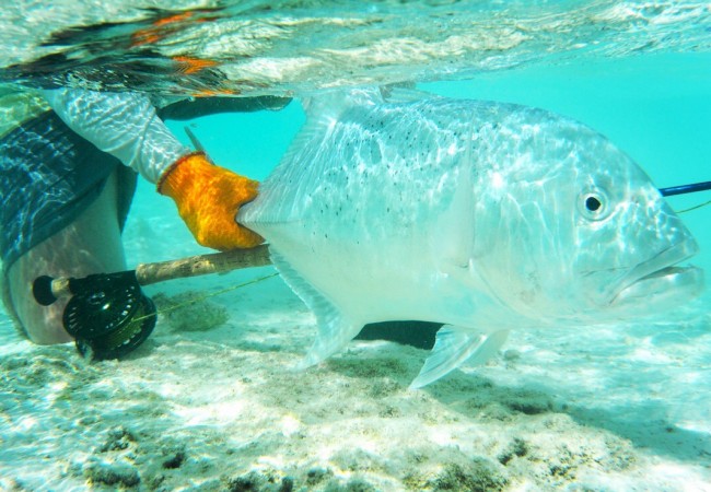 Fly Fishing Palmyra Atoll – A gem of the Pacific